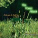 The Forest Marsh